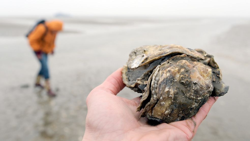 Die Pazifische Auster ist im Wattenmeer eigentlich nicht heimisch. Foto: Ingo Wagner/dpa