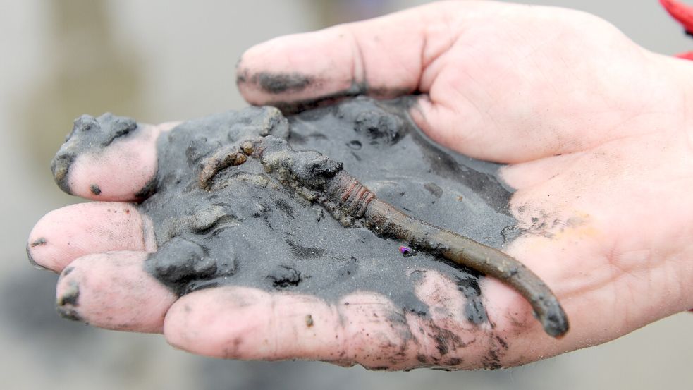 Wattwürmer spielen eine wichtige Rolle für den Boden im Wattenmeer. Foto: Ingo Wagner/dpa
