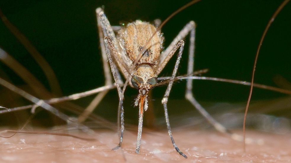 Die in Deutschland heimische Culex-Mücke gilt als Hauptverbreiter des Virus. Foto: Pixabay