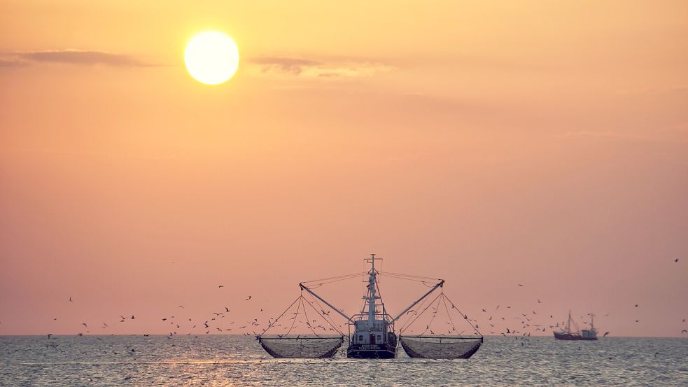 Für Fischer in der Nordsee sind die Tintenfische noch Beifang. Foto: franziskahoppe - stock.adobe.com