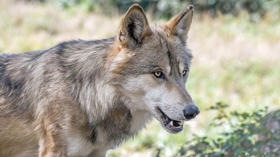 In der Gemeinde Friedeburg ist das Thema Wölfe besonders präsent. Foto: Pixabay