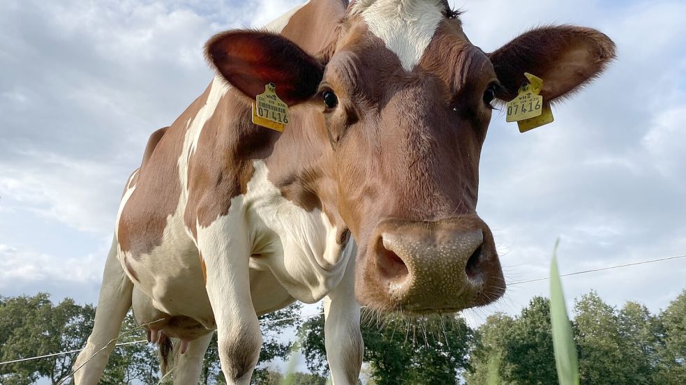 Milchkühe findet man überall in Schirum.