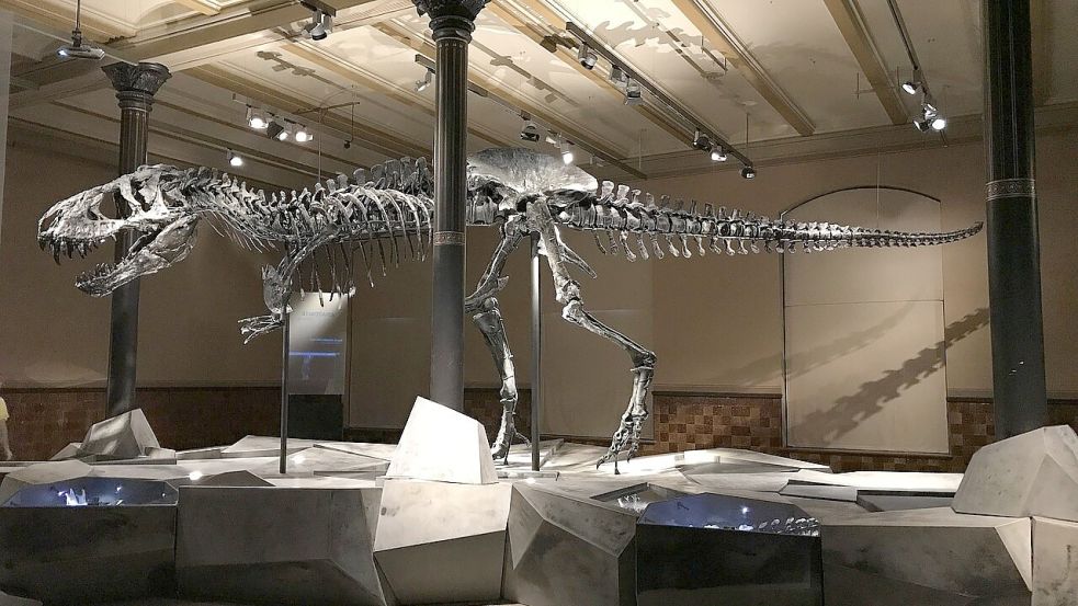 Das weltweit am besten erhaltene Skelett eines Tyrannosaurus rex steht im Naturkundemuseum in Berlin. Es wurde "Tristan Otto" genannt. Foto: Pixabay