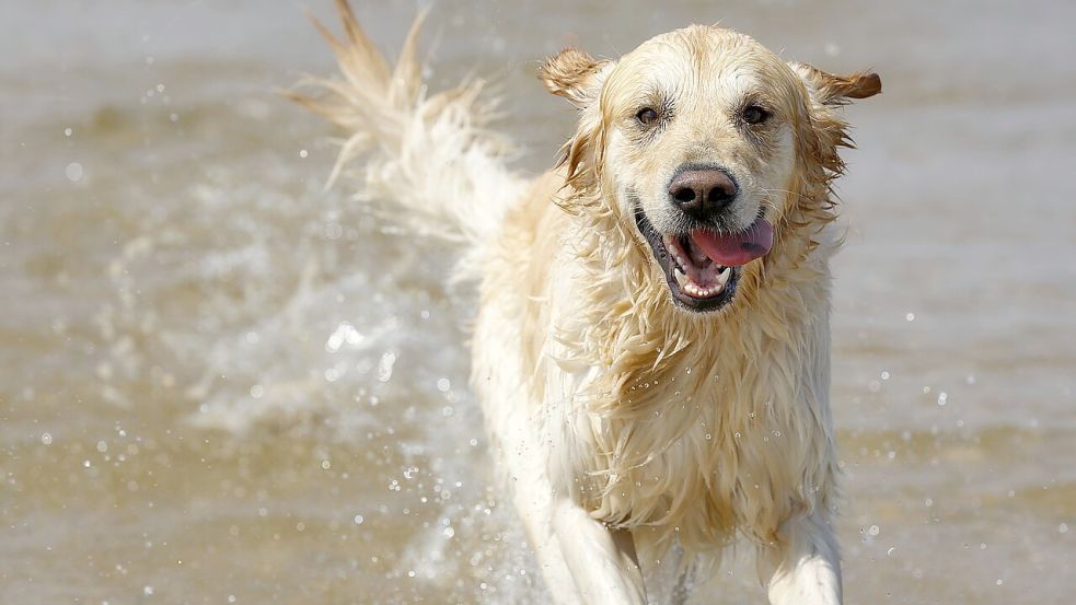 Hunde dürfen am Ihler Meer in Ihlowerfehn bald nur noch innerhalb eines Zaunes am Hundestrand frei toben – bisher wurde das auf der gesamten Insel geduldet. Foto: Pixabay