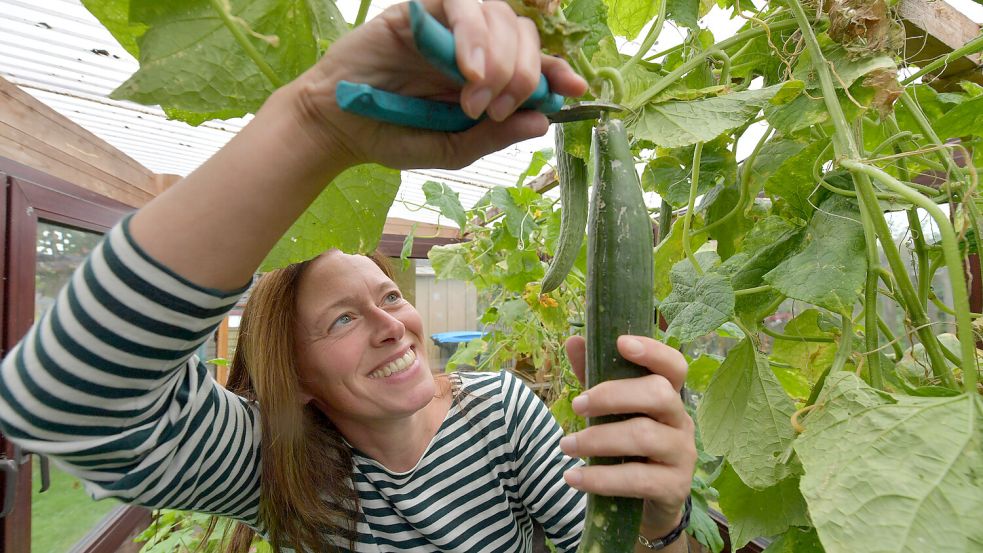 Eine üppige Ernte haben die Gurken im Gewächshaus dieses Jahr beschert. Antje Jansen kann jeden Tag eine abschneiden. Foto: Ortgies