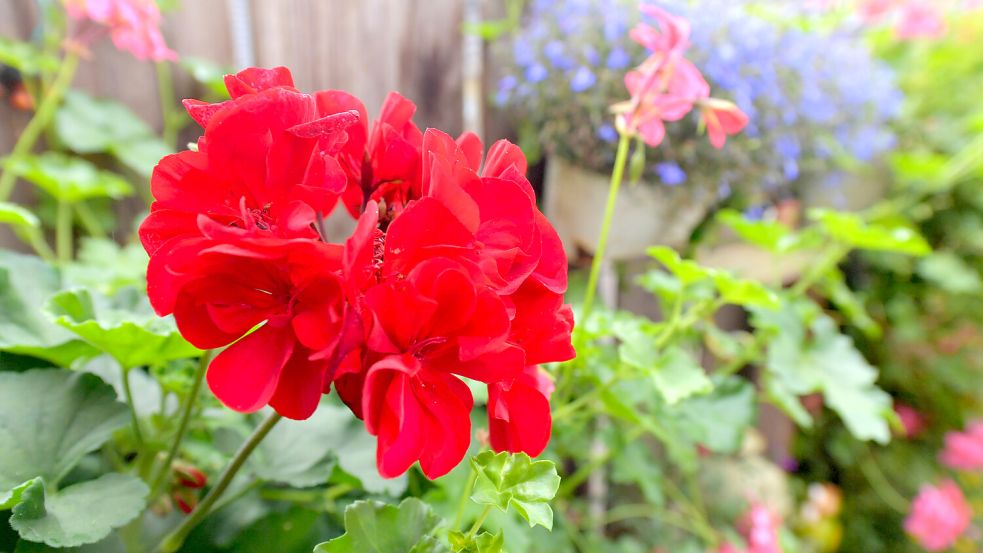 An der Terrasse blüht es in vielen Farben – so mag Antje Jansen es am liebsten. Foto: Ortgies