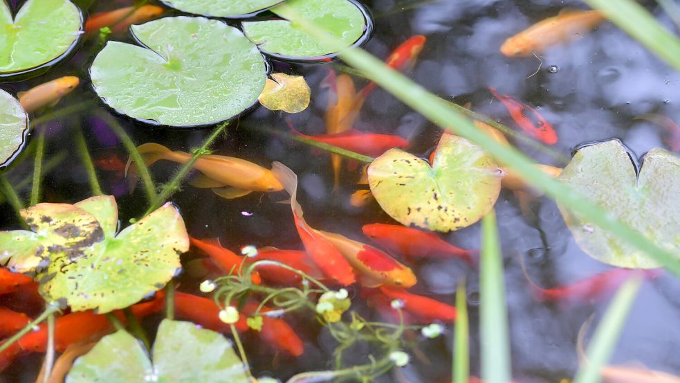 Die Goldfische fühlen sich im Teich offenbar wohl. Foto: Ortgies