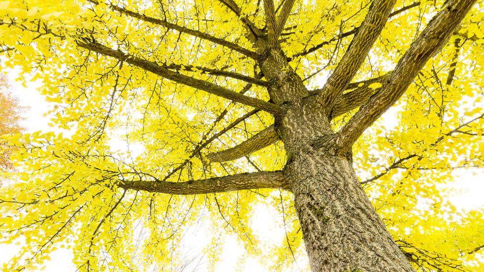 Bei der Baumbestattung kann aus der Asche Verstorbener beispielsweise ein Ginkgobaum entstehen. Foto: imago images/blickwinkel