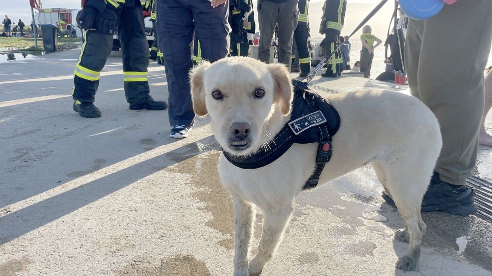 Die Hündin kam mit dem Schrecken davon. Foto: Feuerwehr Norden