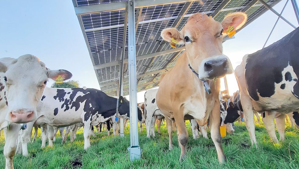 Ein Solardach als Hagel- und Sonnenschutz für Milchkühe. Foto: SUNfarming Agri-PV, Rathenow