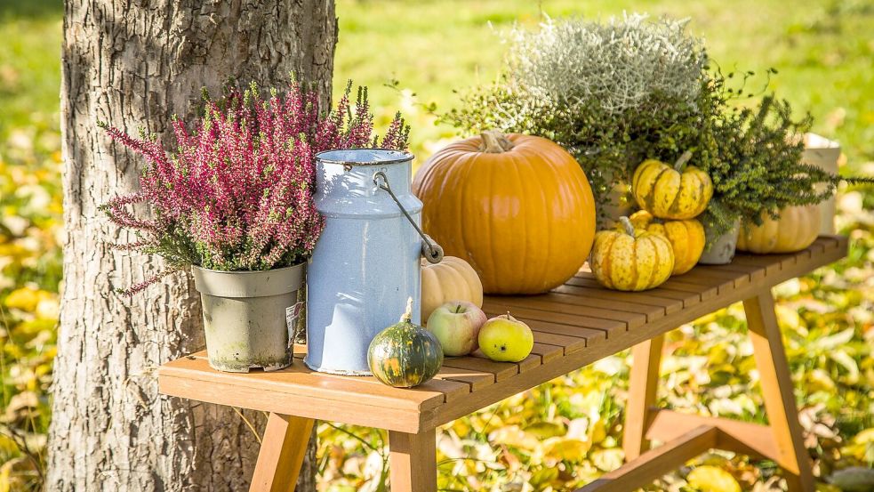 Auf einer Bank: Kürbisse eignen sich als herbstliche Dekoration für Ihr Zuhause. Foto: Christin Klose/dpa-tmn