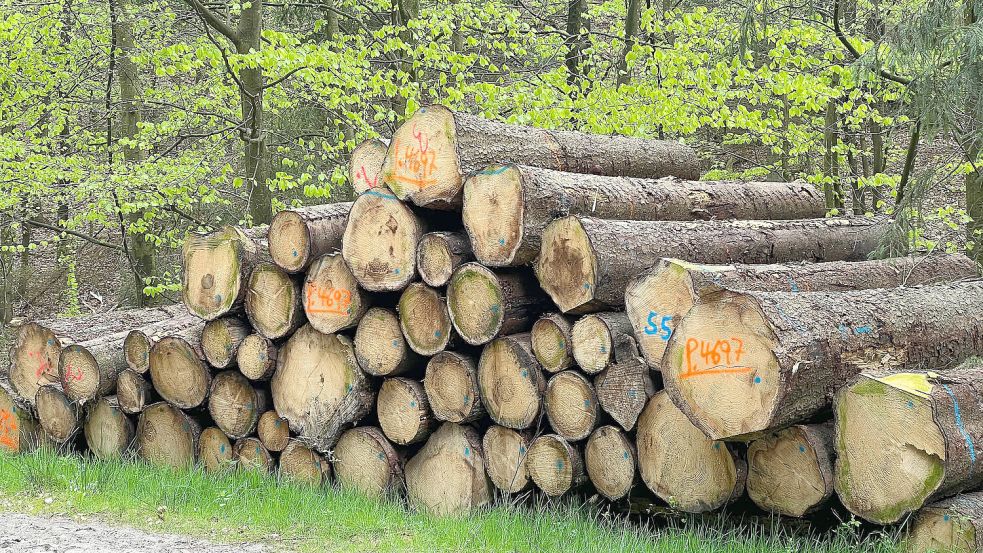 Sind häufig unsichtbar gegen Diebe gesichert: Holzstämme im Wald. Foto: Imago Images/Lobeca/Felix Schlikis