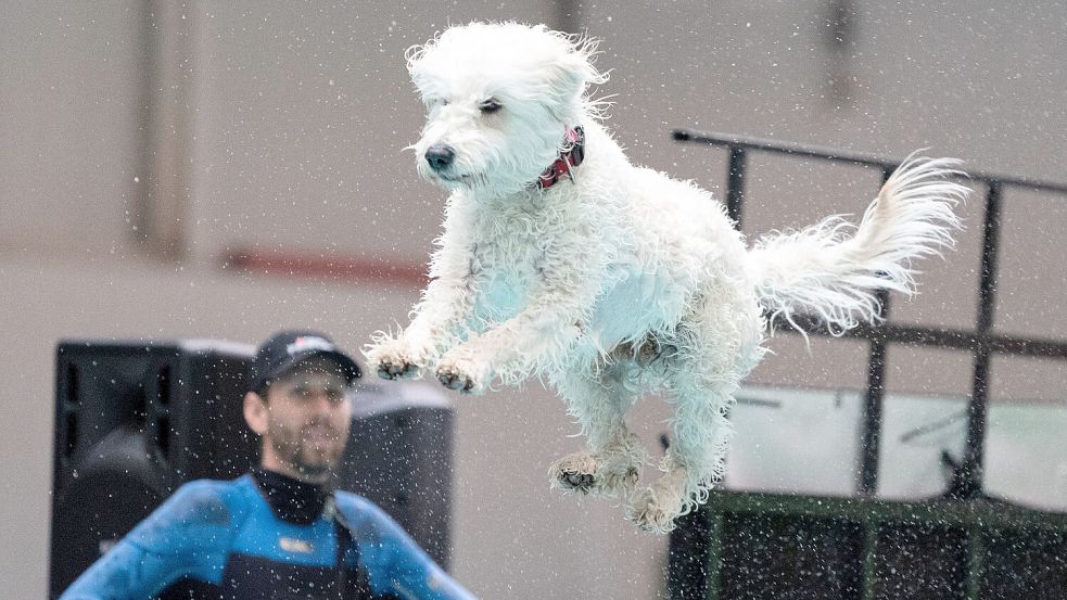 Dieser Golden Doodle hat große Freude an der Bewegung. Foto: dpa/Thissen