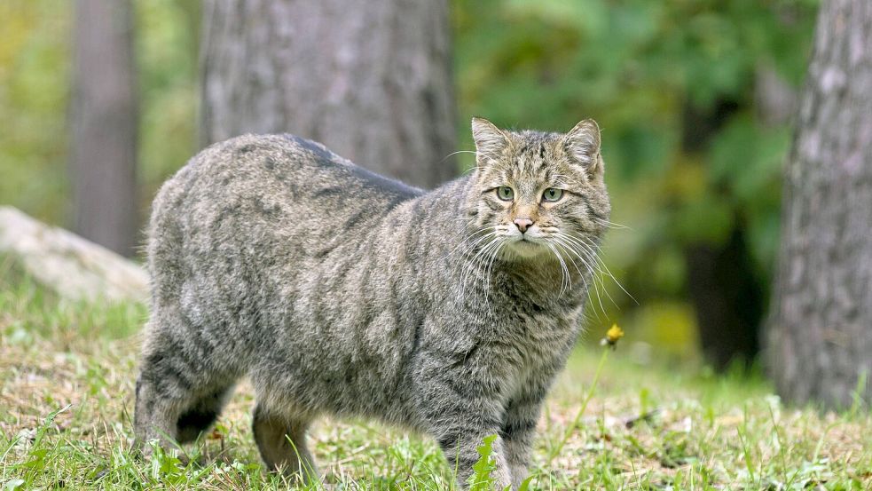 Eine Wildkatze hat sich Wanderern in Niedersachsen in den Weg gestellt. Foto: imago images/imagebroker