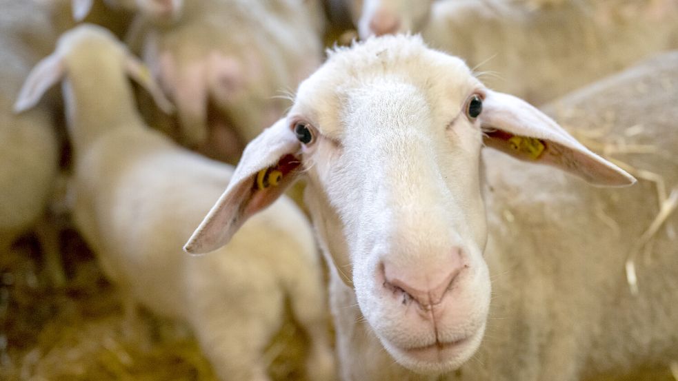 Ein Schaf aus einem betrieb im Ammerland ist vermutlich erkrankt. Symbolfoto: Kneffel/dpa