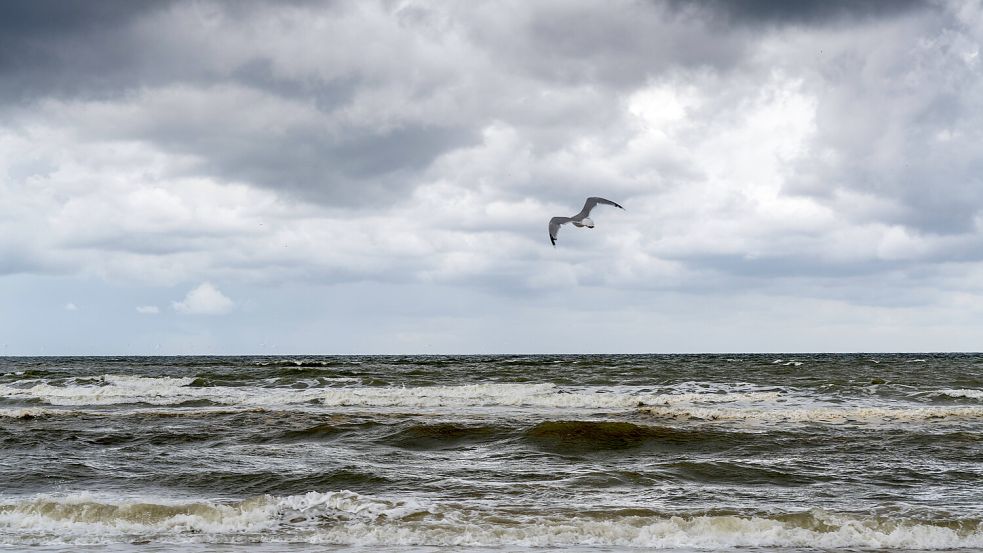 Wenn nach Havarien Öl austritt, sind Seevögel stark betroffen. Foto: Imago Images/Jochen Tack