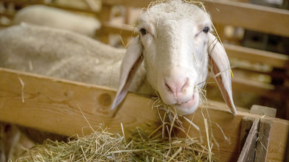 An der Blauzungenkrankheit erkranken nur Wiederkäuer wie etwa Schafe. Für Menschen ist die Viruserkrankung ungefährlich. Foto: Kneffel/DPA
