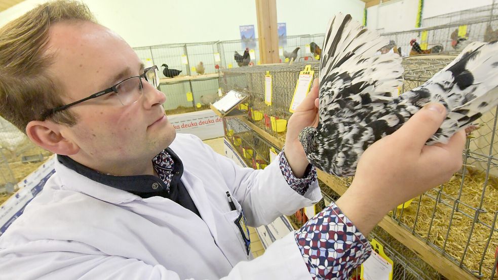 Bei den Tauben müssen – im Gegensatz zu Hühnern – auch Federn gezählt werden. An diesem Tag übernahm das Richter Jens Tammen aus Südbrookmerland. Foto: Ortgies