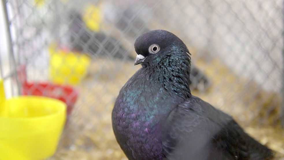 Stolz geschwellte Brust und eine aufrechte Haltung: Damit können Tauben die Preisrichter beeindrucken. Foto: Ortgies