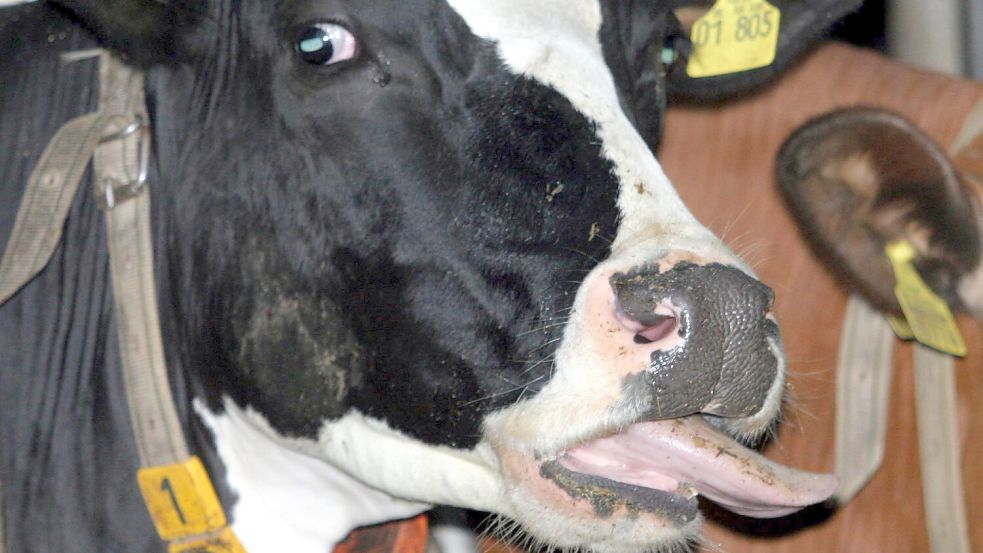 Bei einem Rind im Emsland wurde die Blauzungenkrankheit festgestellt. Symbolfoto: Roeger/DPA/Archiv