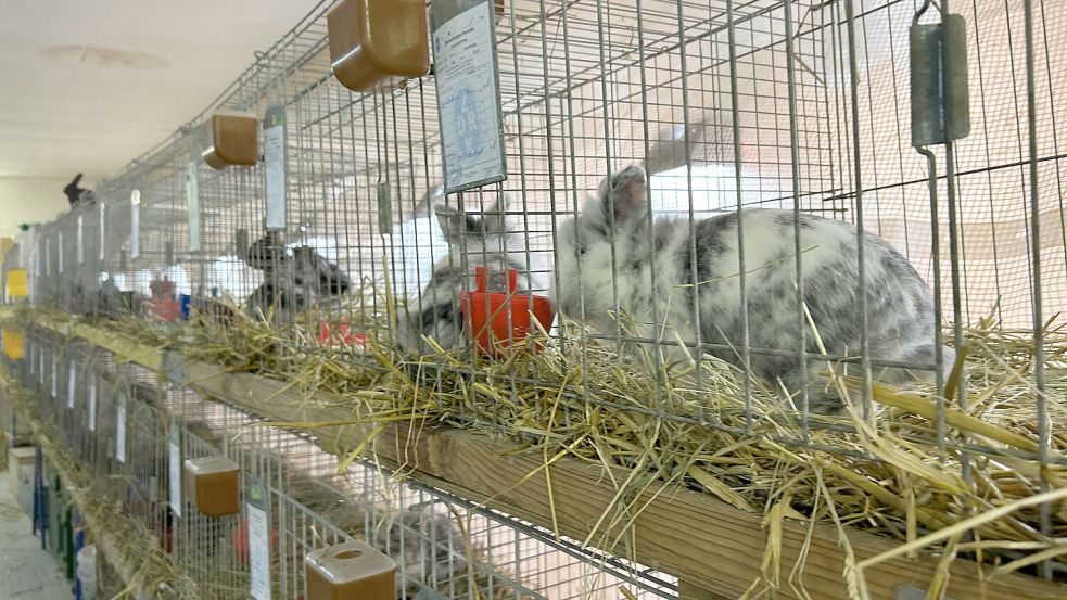 Die Kaninchen werden in Käfigen ausgestellt. Foto: Weiden