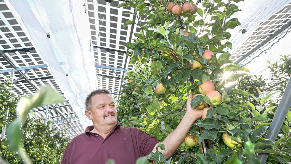 Früchte können auch in Privatgärten unter Solaranlagen heranreifen. Was mit der Sonnenstrom-Ernte gemacht wird, ist dahingegen weniger greifbar. Symbolfoto: Kästle/dpa