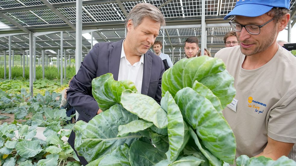 Klimaschutzminister Robert Habeck (Grüne, links) besichtigte das Sunfarming Forschungs- und Innovationszentrum im brandenburgischen Rathenow. Dort bekam er von Mitarbeiter Michael Bleiker einen Kohlrabi geerntet. Foto: Stache/dpa