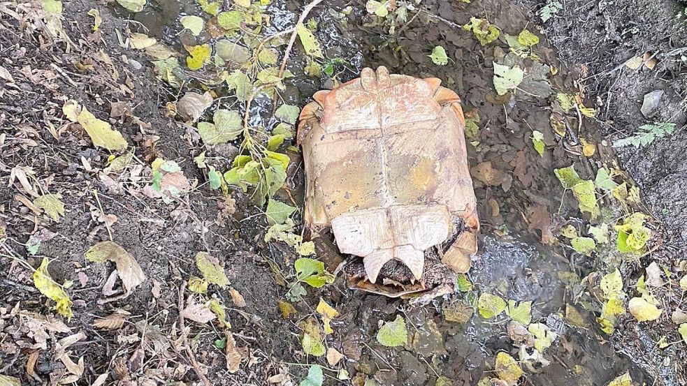 Diese Schildkröte wurde in einem Graben in der Ellerbeker Feldmarsch gefunden. Foto: privat