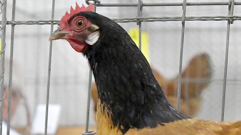 Das Vorwerk-Huhn mit einer weißen Ohrscheibe – es legt gelblich-weiße Eier. Foto: Ortgies