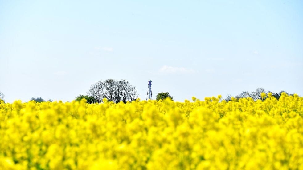 Ein Rapsfeld in der Gemeinde Krummhörn. Im Hintergrund ist der Campener Leuchtturm zu sehen. Foto: Archiv/Wagenaar