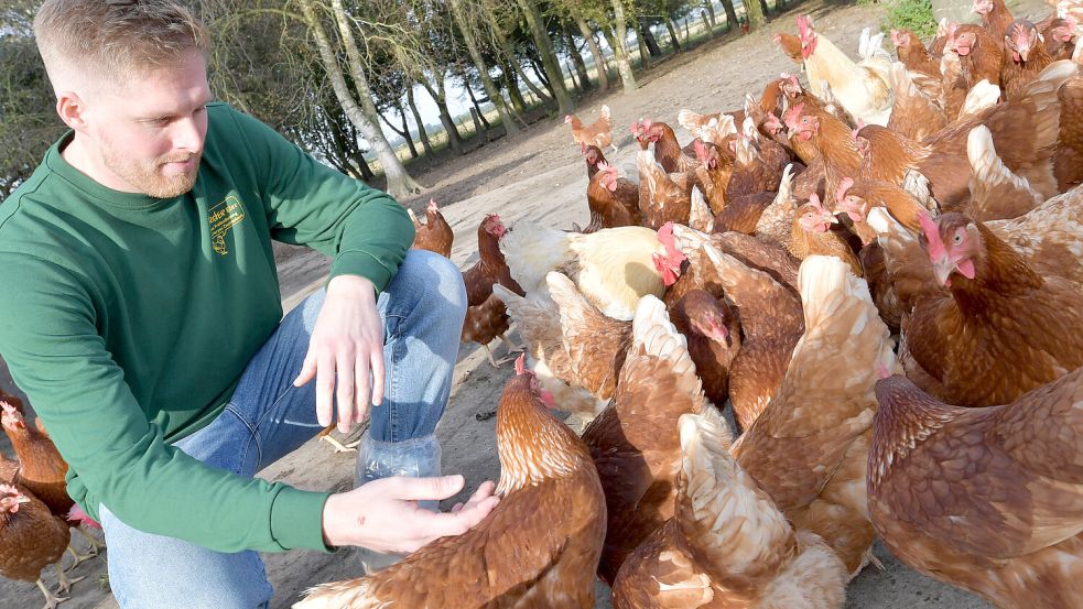 Juniorchef Volker Posselt ist bei seinen Legehennen ein willkommener Gast. Foto: Ortgies