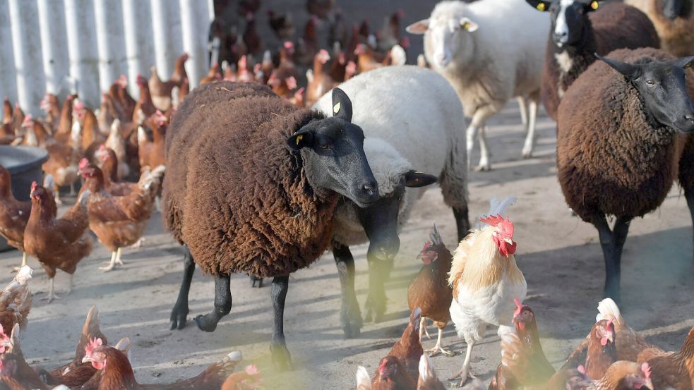 In diesem Jahr sind Schafe zu den Legehennen gezogen, sie sollen die Habichte fernhalten. Foto: Ortgies