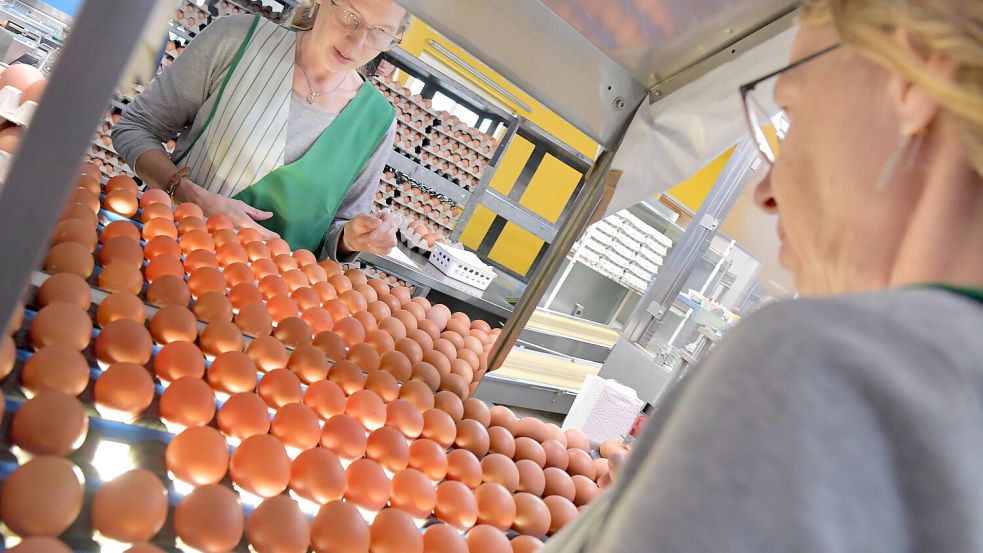 Qualitätssicherung mit Durchleuchtung: Gerda Meinen sortiert beschädigte und verdreckte Eier aus. Foto: Ortgies