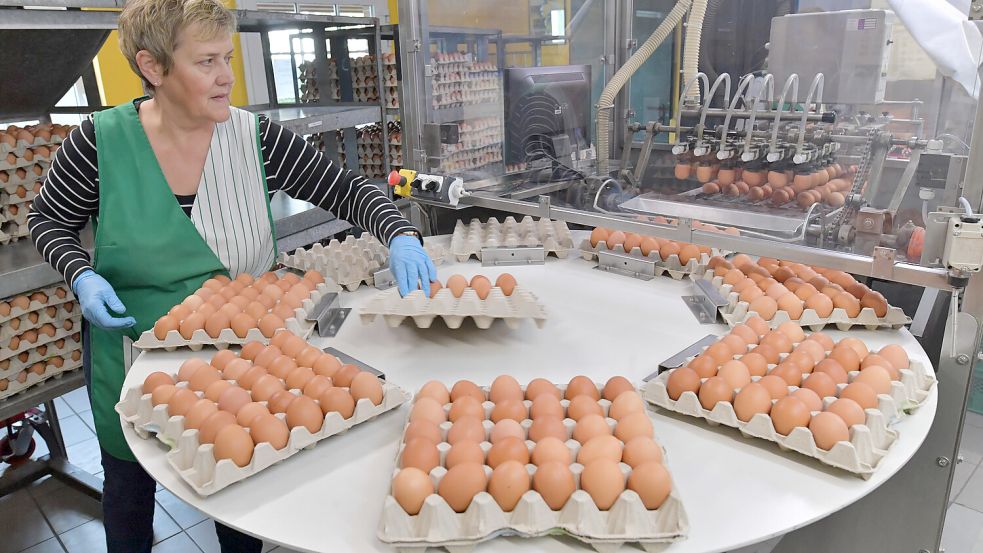 Cornelia Bruns legt die 30 Eier mit Eierpappe auf das Karussell – die werden automatisch von den Saugnäpfen angehoben und auf das Band gesetzt. Foto: Ortgies