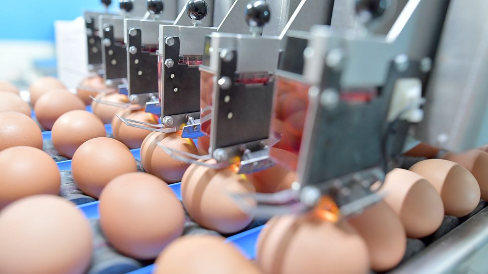 Die Druckmaschine zum Kennzeichnen der Eier mit der Herkunftskennung – darum müssen sich die einzelnen Betriebe nicht kümmern, das läuft zentral. Foto: Ortgies