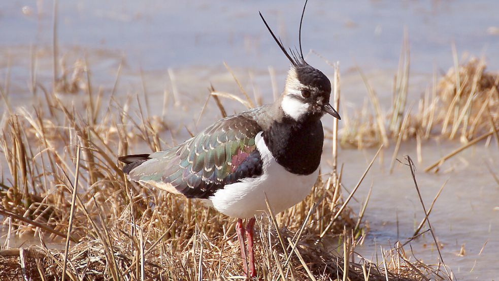Durch weitere Flächenversiegelungen auch in Ostfriesland gefährdet: Wiesenvögel wie der Kiebitz. Foto: Becker/Natur- und Sternenpark Westhavelland/dpa