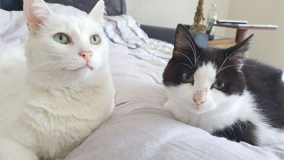 Fundkatzen und -hunde werden im Tierheim betreut. Foto: Gettkowski