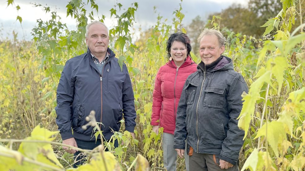 Jürgen Theilen (von links), Monika Oltmanns-Mansholt und Herbert Mansholt sind von der Sida-Pflanze begeistert. Foto: Noglik