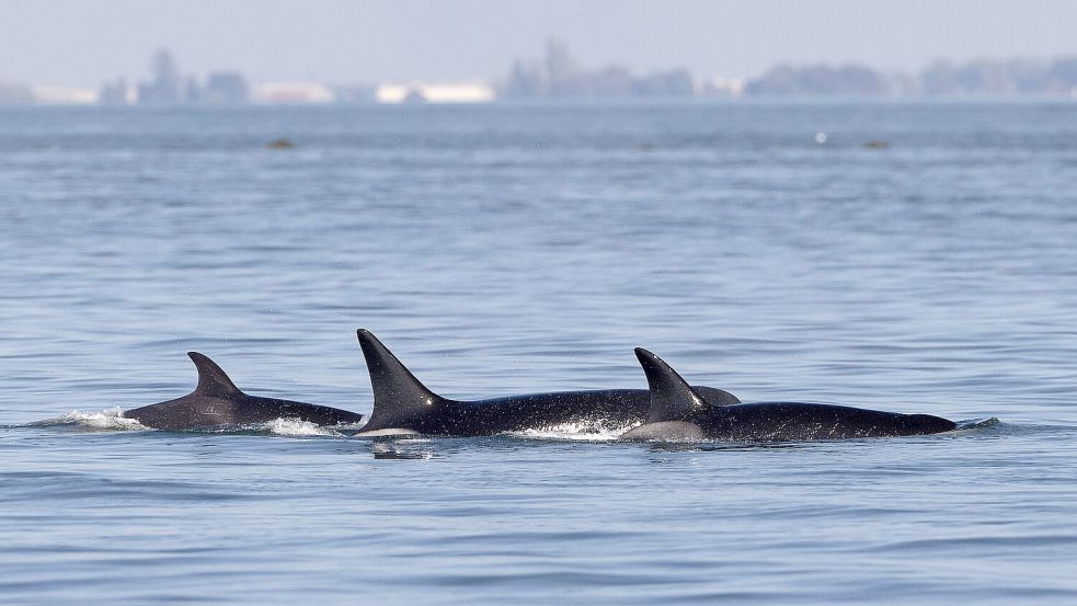 Vor der Küste Gibraltar haben Orcas eine Jacht angegriffen. Foto: imago images/ZUMA Wire