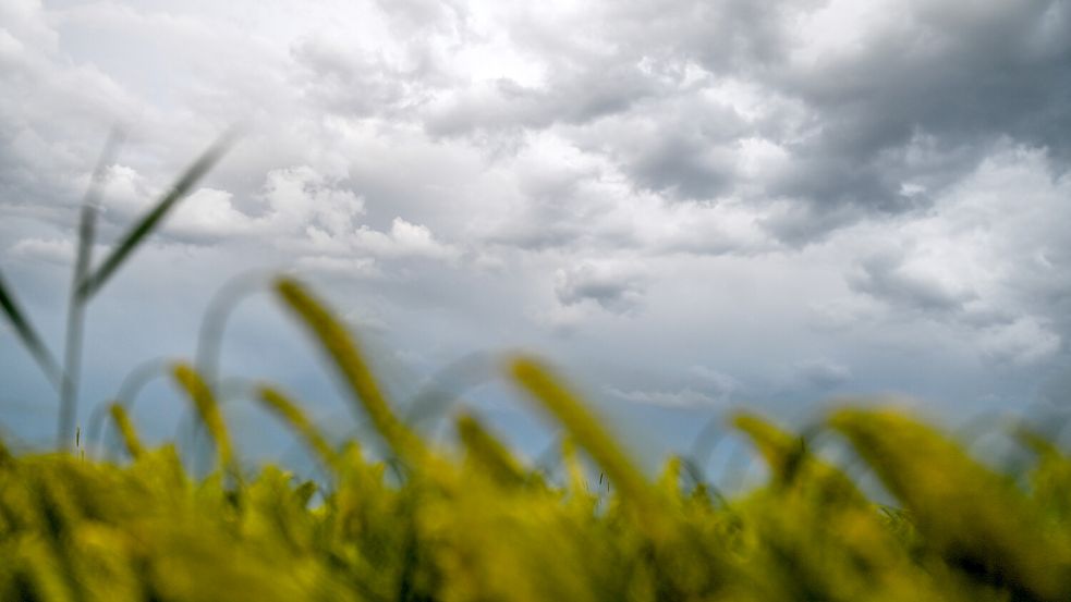 Dunkle Wolken ziehen über einem Weizenfeld am Himmel auf. Der Regen macht den Landwirten Sorge. Symbolfoto: Marius Bulling/dpa