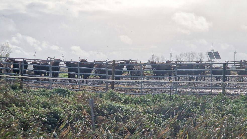 Derzeit stehen die Heckrinder auf der Weidefläche Thedingaer Vorwerk in einem eingezäunten Bereich. Foto: Gettkowski