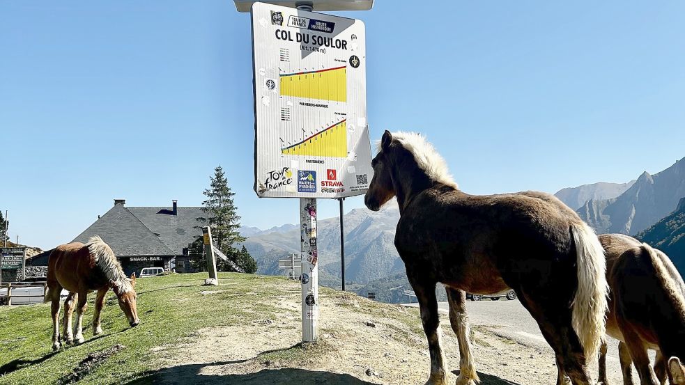 An so manch einem Gipfel begrüßen einen dann auch einfach mal Pferde. Foto: Kisch
