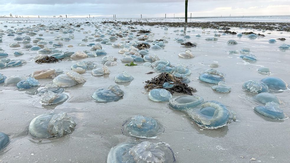 Hunderte blaue, tote Wurzelmundquallen liegen am Weststrand der ostfriesischen Insel Norderney. Meeresbiologen gehen davon aus, dass die Strömung die Lebewesen an den Strand gespült haben. Foto: Volker Bartels/dpa