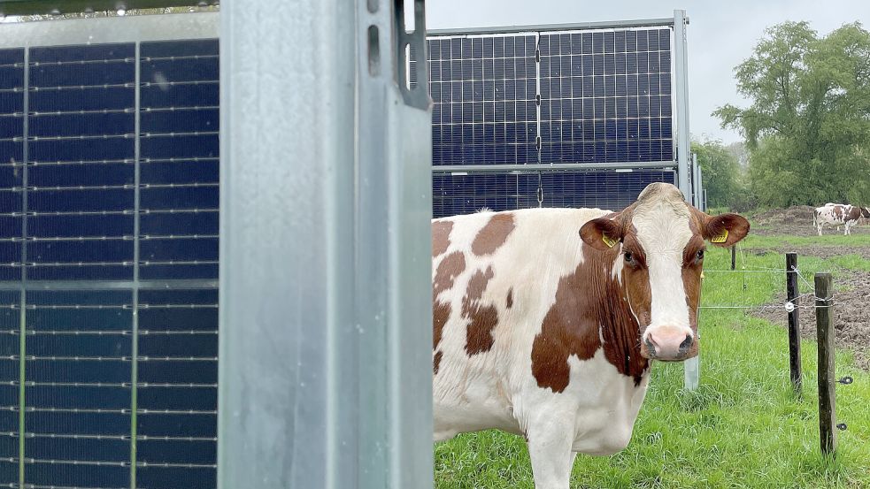 Photovoltaik-Wände unterteilen eine Rinderweide. Foto: Next2Sun