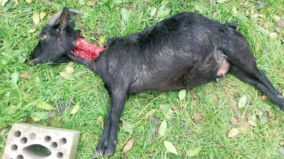 Eine von insgesamt fünf toten Ziegen auf der Weide in Aschendorf. Foto: Schade