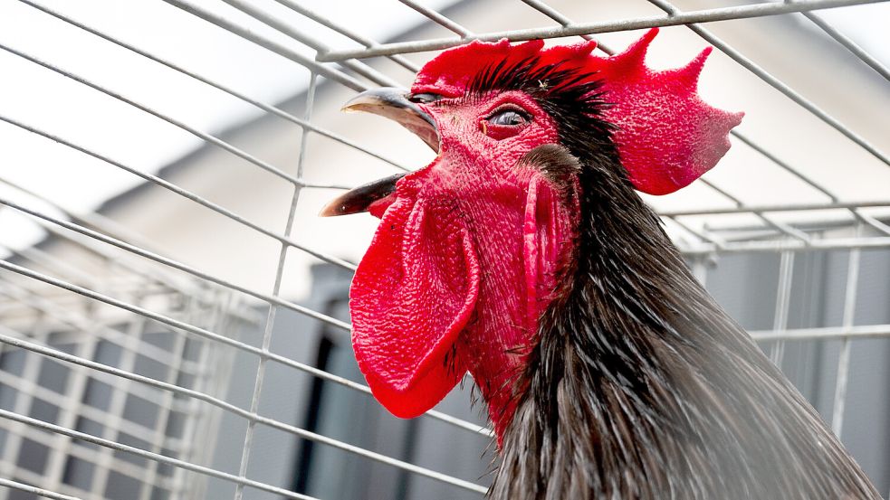 Krähende Hähne sind nicht jedermanns Sache. Symbolfoto: Bockwoldt/dpa
