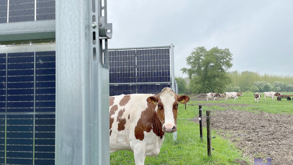 Photovoltaik auf Freiflächen? Ja und Nein, sagt die Gemeinde Hinte. Symbolfoto: Archiv