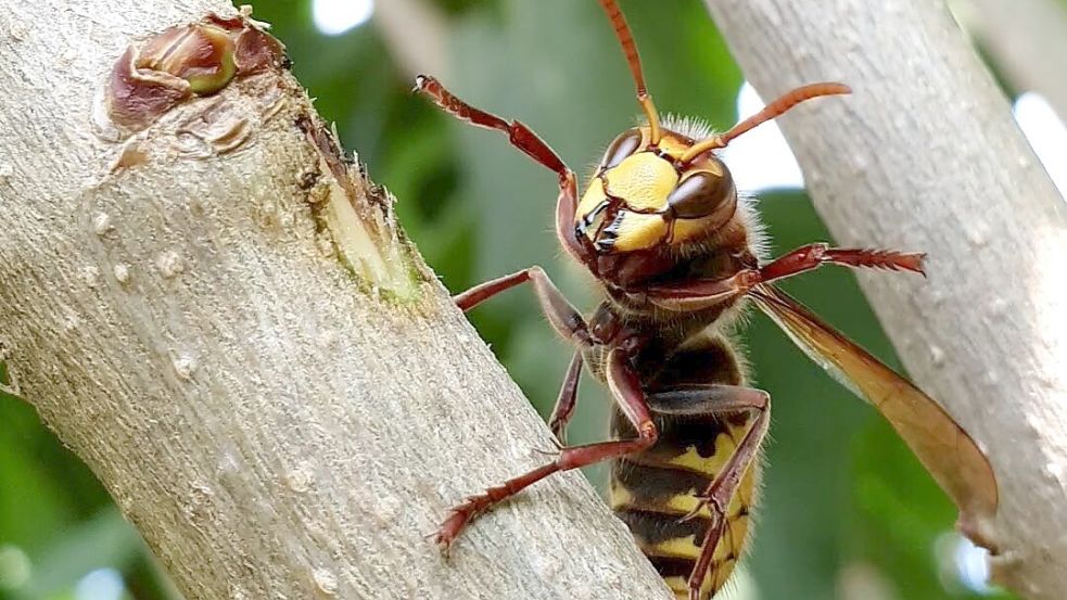 Die heimische Hornisse auf diesem Bild unterscheide sich durch ihre rot-braun gefärbte Beine von den asiatischen Exemplaren. Foto: Gettkowski