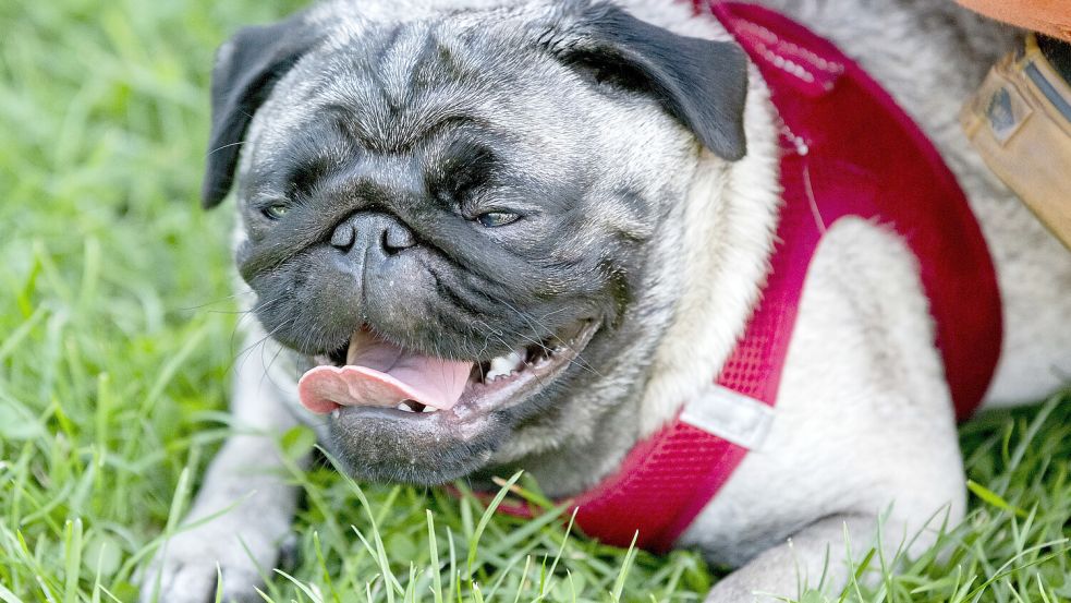 Vielen Möpsen fällt das Atmen wegen ihrer kurzen Nasen schwer. Foto: Archiv