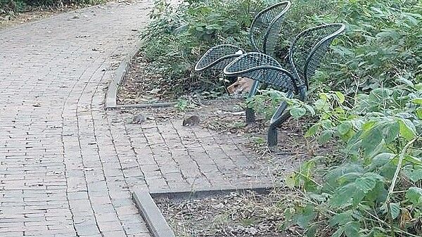 Hier lohnt sich ein zweiter Blick: Zwei Ratten futtern nahe des Blumenpavillons munter Liegengebliebenes. Foto: Hanssen